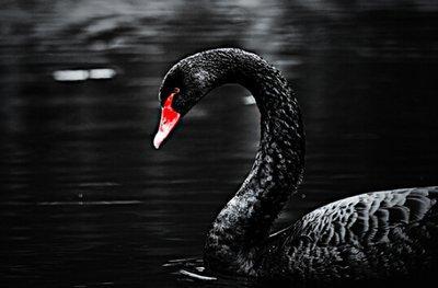 黑天鵝屬性爆料最新,不可預(yù)測(cè)的顛覆性影響解析