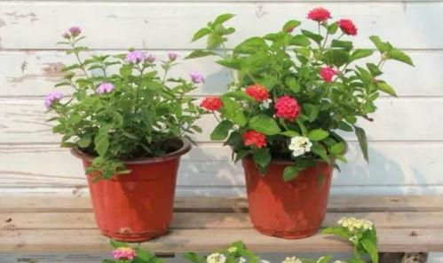 原神地鐵爆料視頻大全最新,揭秘游戲新內容與精彩瞬間 第2張 原神地鐵爆料視頻大全最新,揭秘游戲新內容與精彩瞬間 第2張