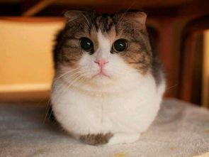 娛樂圈吃瓜貓是誰啊圖片,揭秘網(wǎng)絡(luò)紅人的真實(shí)身份  第3張