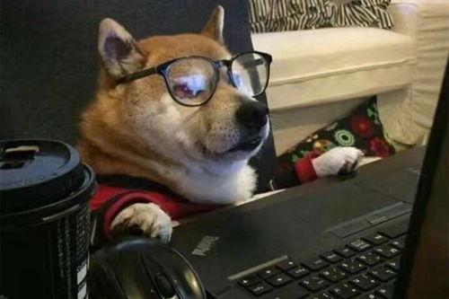 狗狗最新爆料文案搞笑句子,笑料橫生的爆料瞬間 第2張 狗狗最新爆料文案搞笑句子,笑料橫生的爆料瞬間 第2張