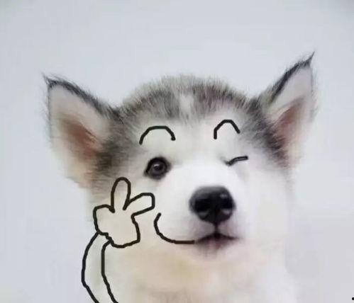 狗狗最新爆料文案搞笑句子,笑料橫生的爆料瞬間 第3張 狗狗最新爆料文案搞笑句子,笑料橫生的爆料瞬間 第3張