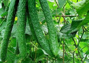 黃瓜農藥爆料方法視頻教程,輕松掌握安全食用技巧