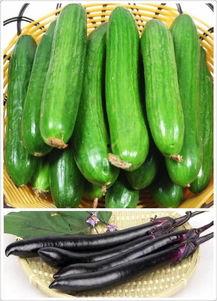 黃瓜農藥爆料方法視頻教程,輕松掌握安全食用技巧  第3張