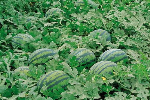 娛樂吃瓜場地圖片高清大圖,高清大圖揭秘網(wǎng)紅吃瓜場地