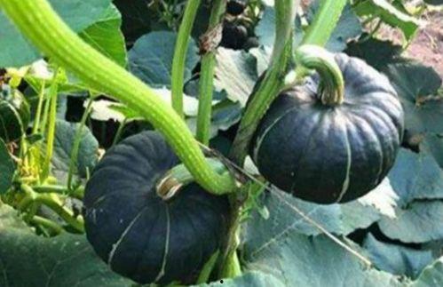 吃大瓜的網紅,揭秘娛樂圈幕后真相  第3張