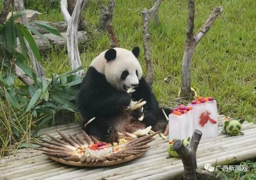 南寧動物園爆料案件最新,驚現動物逃脫事件,真相揭秘! 第3張 南寧動物園爆料案件最新,驚現動物逃脫事件,真相揭秘! 第3張