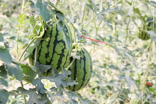 網紅吃瓜大集合圖片,一場視覺盛宴的狂歡時刻 第3張 網紅吃瓜大集合圖片,一場視覺盛宴的狂歡時刻 第3張