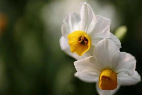 抖音爆料娛樂圈水仙花,揭秘明星自戀背后的真相  第2張