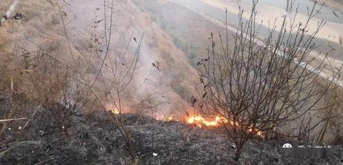 獅子山爆料視頻最新,最新熱點事件深度解析