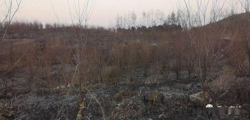 獅子山爆料視頻最新,最新熱點事件深度解析 第2張 獅子山爆料視頻最新,最新熱點事件深度解析 第2張