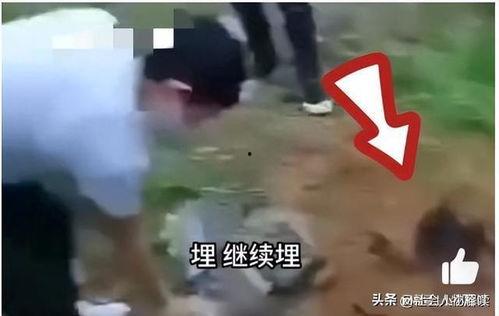 緬北視頻爆料是真的嗎,真相究竟如何？