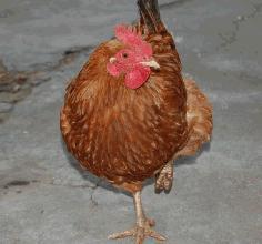 叫了只雞最新爆料視頻,揭秘視頻背后的驚人真相！  第3張