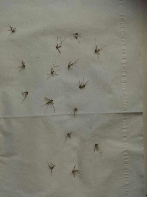 爆料大蚊子的視頻大全播放,驚悚瞬間直擊眼球 第2張 爆料大蚊子的視頻大全播放,驚悚瞬間直擊眼球 第2張