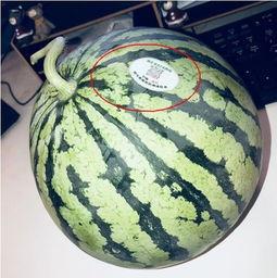 常州網(wǎng)紅吃瓜