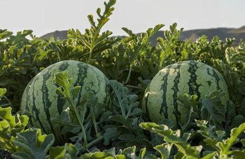 常州網紅吃瓜 第3張 常州網紅吃瓜 第3張