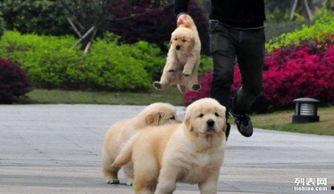 黃狗水池爆料視頻播放,揭秘驚人真相 第2張 黃狗水池爆料視頻播放,揭秘驚人真相 第2張