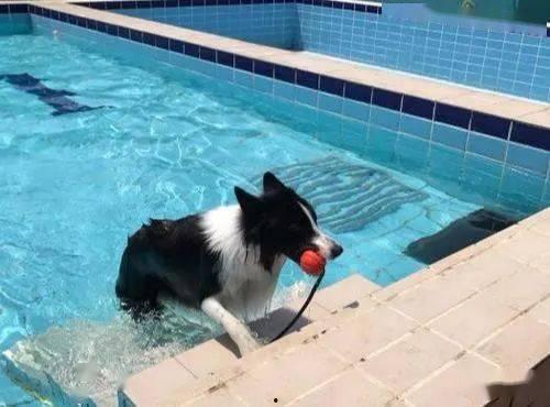 黃狗水池爆料視頻播放,揭秘驚人真相 第3張 黃狗水池爆料視頻播放,揭秘驚人真相 第3張