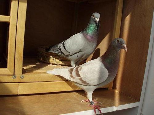 網紅吃瓜鴿子圖片大全,趣味瞬間大盤點  第2張