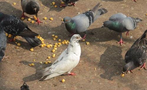 網紅吃瓜鴿子圖片大全,趣味瞬間大盤點  第3張