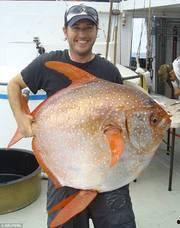 新聞爆料海魚視頻下載大全,海量海洋生物資源一網打盡  第2張