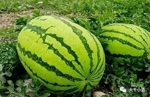 新疆網紅吃瓜視頻大全集,趣味橫生的美食之旅 第2張 新疆網紅吃瓜視頻大全集,趣味橫生的美食之旅 第2張